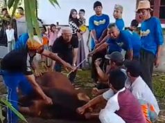 Semangat Kebersamaan Idul Adha 1447 H, Warga Kali Sapu Kecamatan Slawi Jawa Tengah Salurkan Hewan Qurban